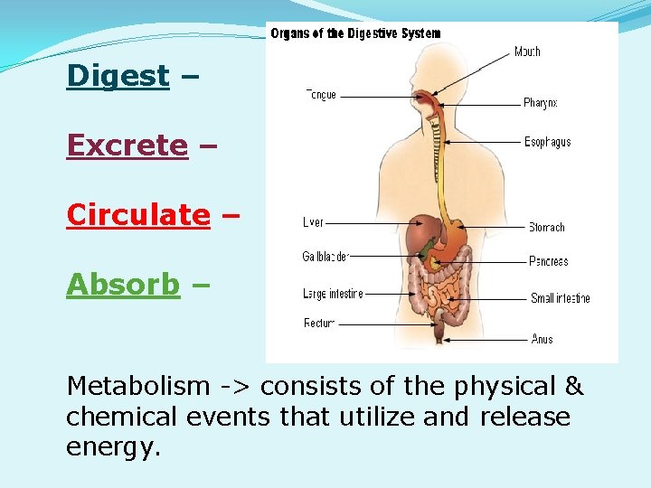 Digest – Excrete – Circulate – Absorb – Metabolism -> consists of the physical