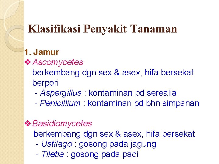 Klasifikasi Penyakit Tanaman 1. Jamur v Ascomycetes berkembang dgn sex & asex, hifa bersekat