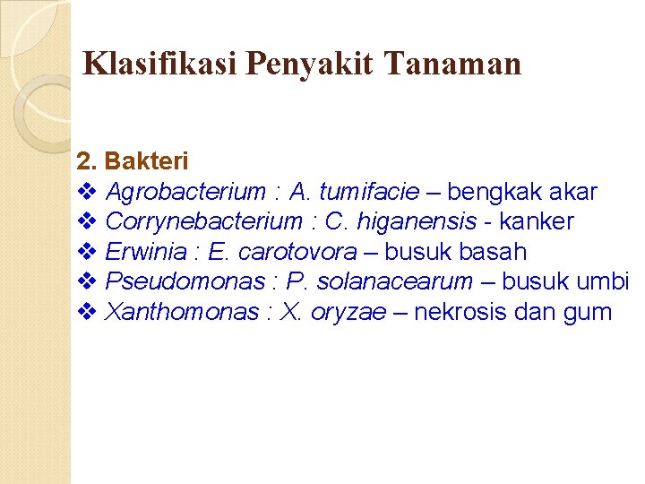 Klasifikasi Penyakit Tanaman 2. Bakteri v Agrobacterium : A. tumifacie – bengkak akar v