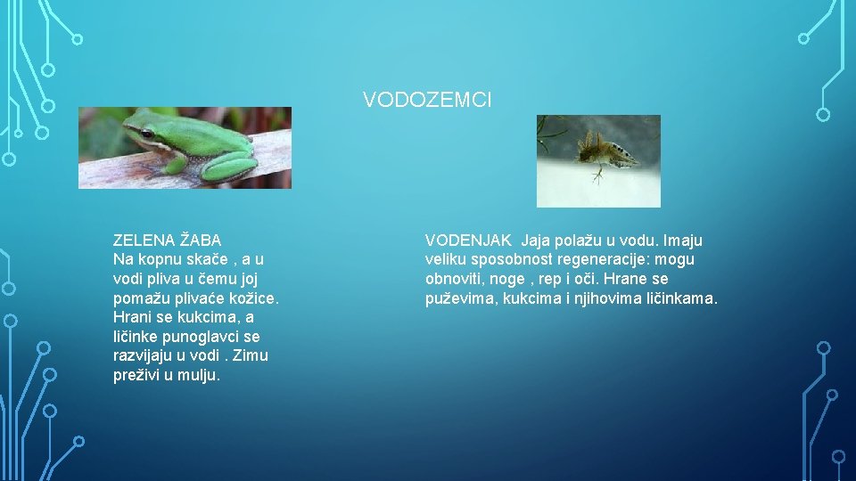 VODOZEMCI ZELENA ŽABA Na kopnu skače , a u vodi pliva u čemu joj