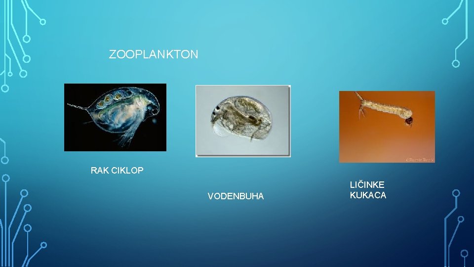 ZOOPLANKTON RAK CIKLOP VODENBUHA LIČINKE KUKACA 