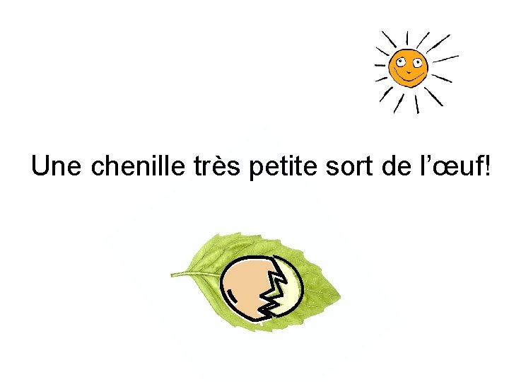 Une chenille très petite sort de l’œuf! 