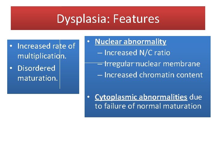 Dysplasia: Features • Increased rate of multiplication. • Disordered maturation. • Nuclear abnormality –