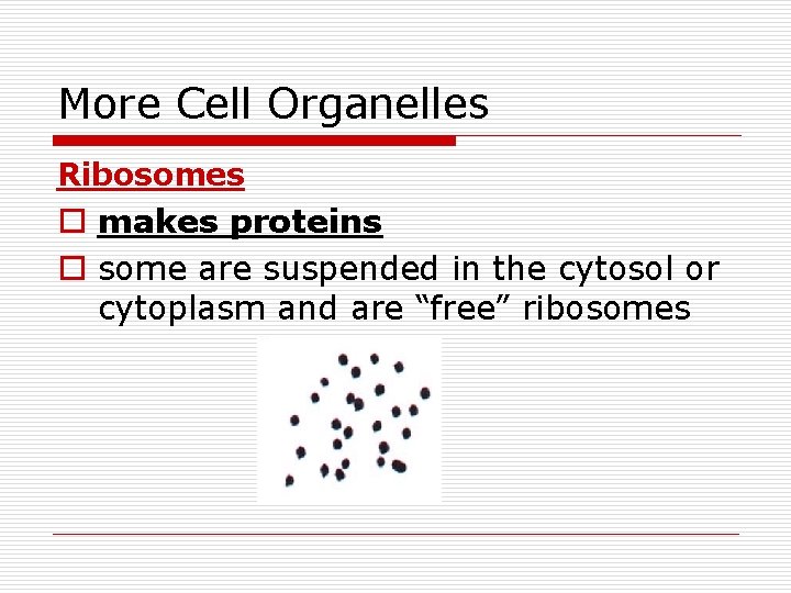 More Cell Organelles Ribosomes o makes proteins o some are suspended in the cytosol