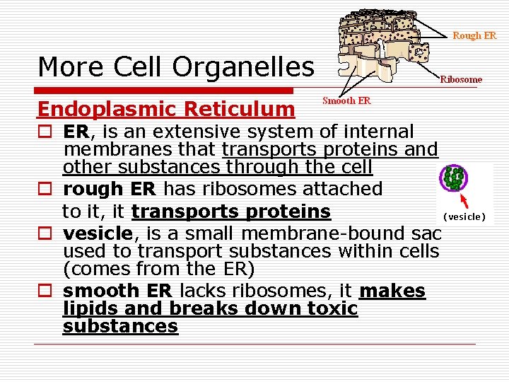 More Cell Organelles Endoplasmic Reticulum o ER, is an extensive system of internal membranes