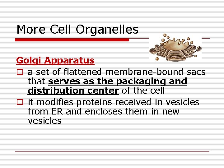 More Cell Organelles Golgi Apparatus o a set of flattened membrane-bound sacs that serves