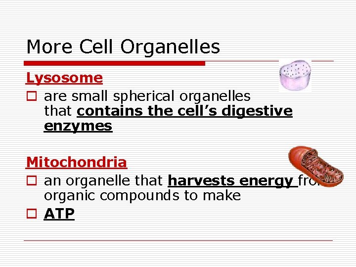 More Cell Organelles Lysosome o are small spherical organelles that contains the cell’s digestive