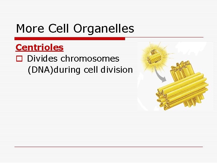 More Cell Organelles Centrioles o Divides chromosomes (DNA)during cell division 