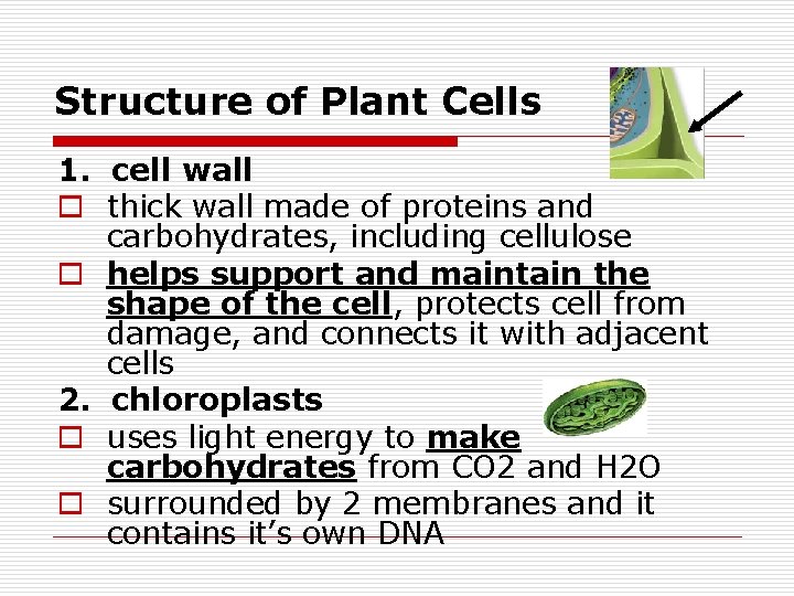 Structure of Plant Cells 1. cell wall o thick wall made of proteins and