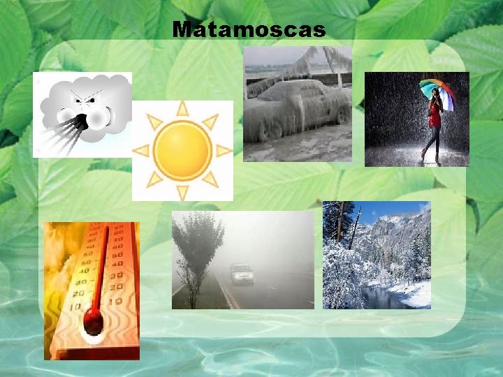 Matamoscas 