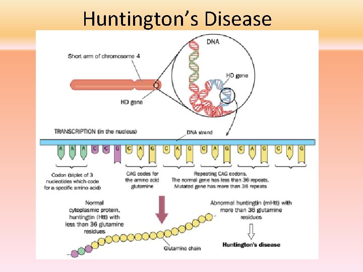 Huntington’s Disease 