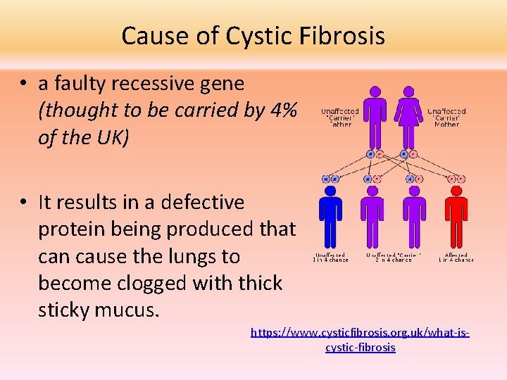 Cause of Cystic Fibrosis • a faulty recessive gene (thought to be carried by