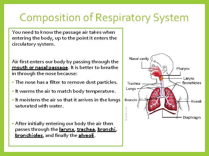 Composition of Respiratory System You need to know the passage air takes when entering