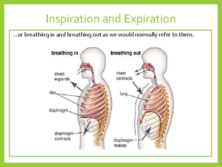 Inspiration and Expiration …or breathing in and breathing out as we would normally refer