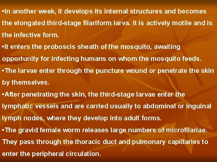 • In another week, it develops its internal structures and becomes the elongated