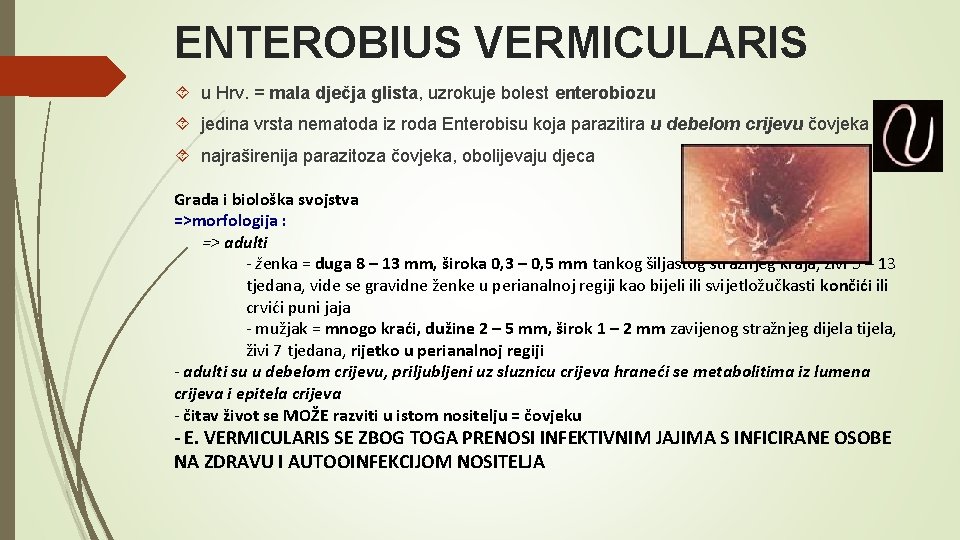 ENTEROBIUS VERMICULARIS u Hrv. = mala dječja glista, uzrokuje bolest enterobiozu jedina vrsta nematoda