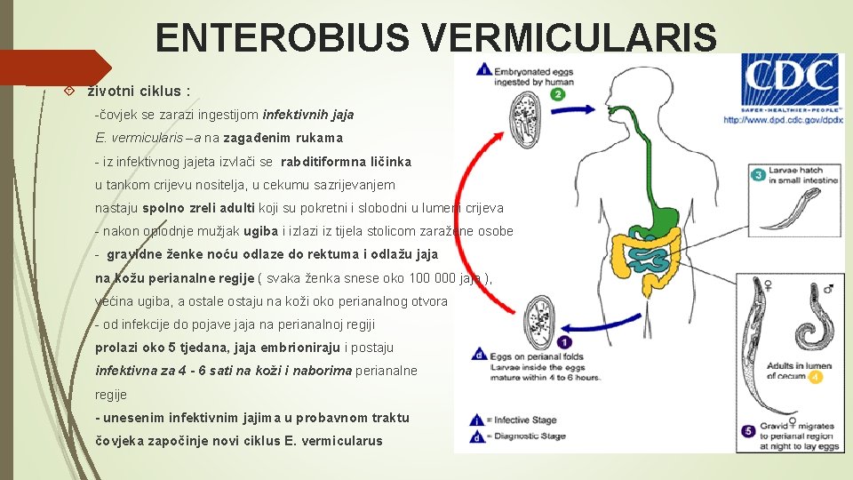 ENTEROBIUS VERMICULARIS životni ciklus : -čovjek se zarazi ingestijom infektivnih jaja E. vermicularis –a