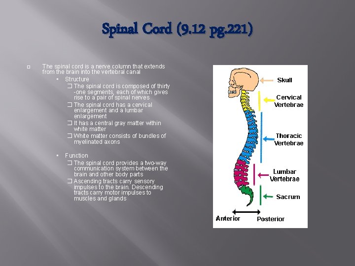 Spinal Cord (9. 12 pg. 221) � The spinal cord is a nerve column