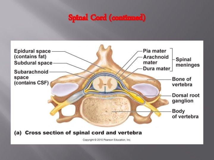 Spinal Cord (continued) 