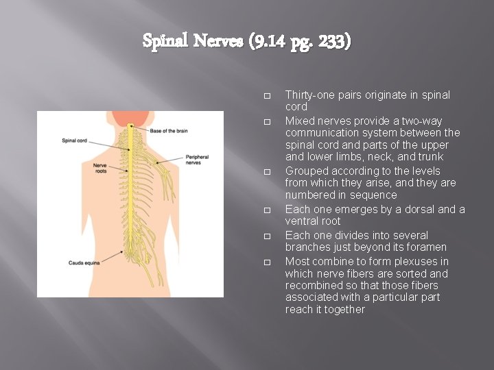 Spinal Nerves (9. 14 pg. 233) � � � Thirty-one pairs originate in spinal