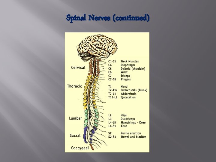 Spinal Nerves (continued) 