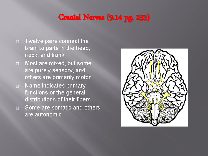 Cranial Nerves (9. 14 pg. 233) � � Twelve pairs connect the brain to