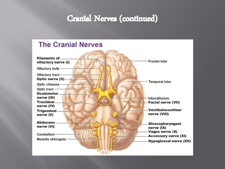 Cranial Nerves (continued) 