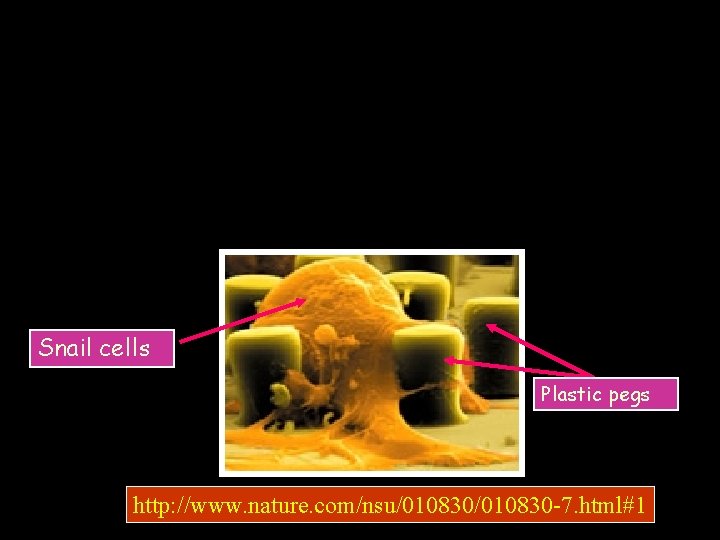 Snail cells Plastic pegs http: //www. nature. com/nsu/010830 -7. html#1 