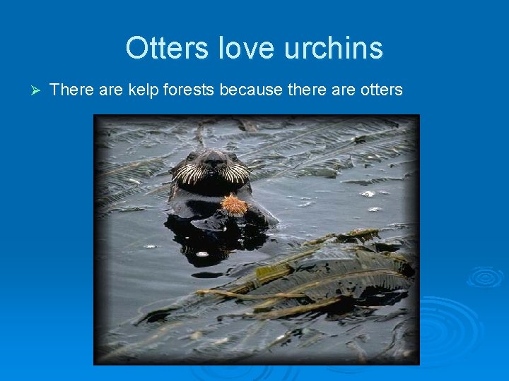 Otters love urchins Ø There are kelp forests because there are otters 