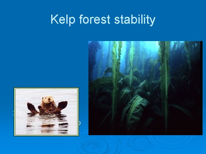 Kelp forest stability Ø Human hunting changes the kelp forest structure 