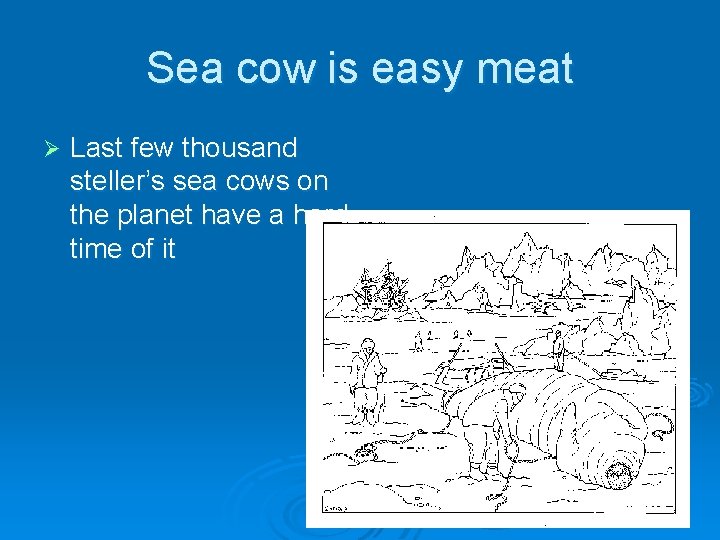 Sea cow is easy meat Ø Last few thousand steller’s sea cows on the