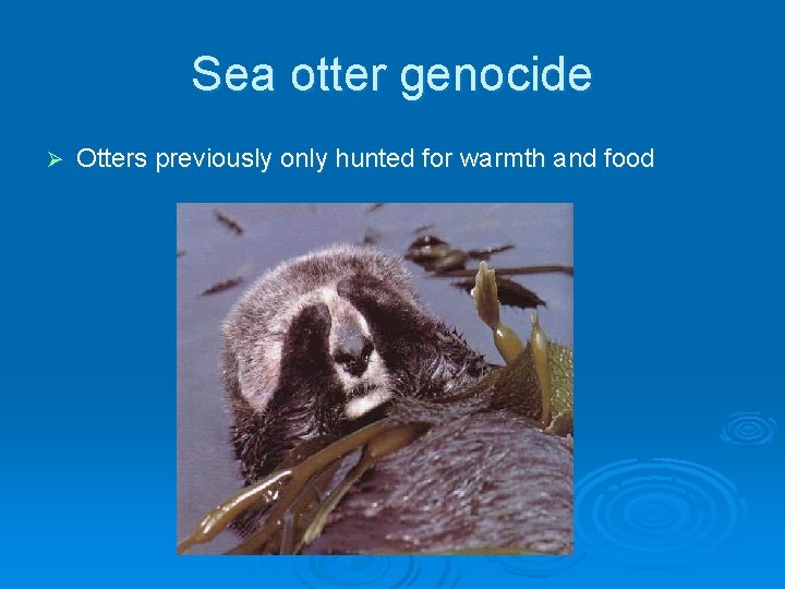 Sea otter genocide Ø Otters previously only hunted for warmth and food 