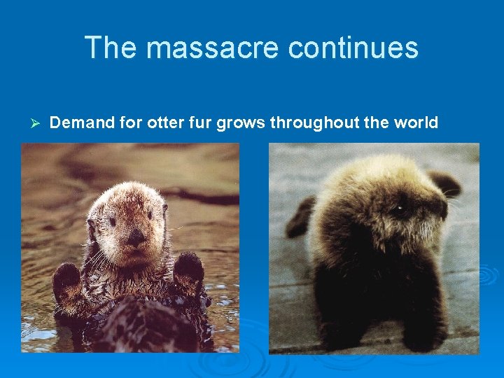 The massacre continues Ø Demand for otter fur grows throughout the world 