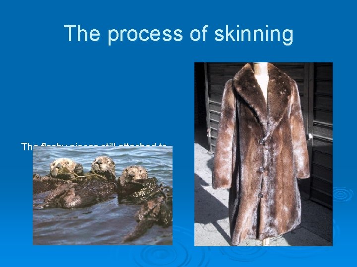 The process of skinning The fleshy pieces still attached to the fur are scraped
