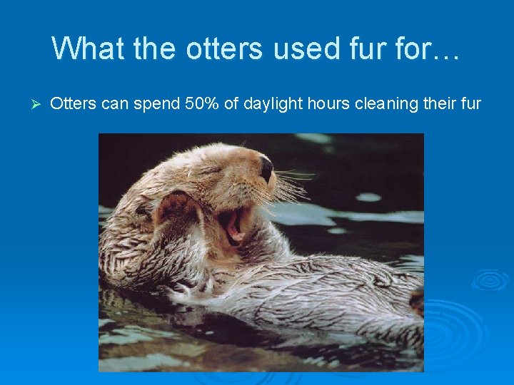 What the otters used fur for… Ø Otters can spend 50% of daylight hours