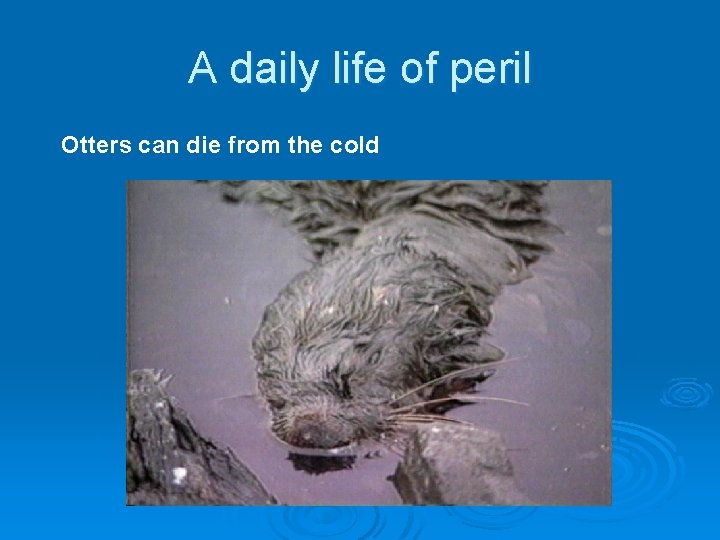 A daily life of peril Otters can die from the cold 