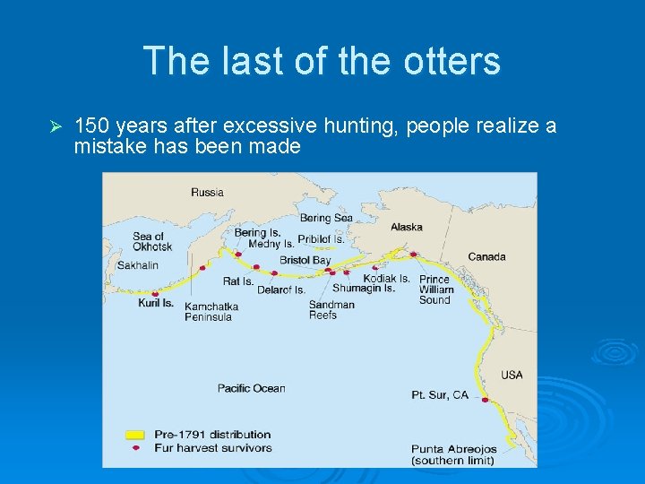 The last of the otters Ø 150 years after excessive hunting, people realize a
