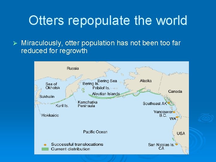 Otters repopulate the world Ø Miraculously, otter population has not been too far reduced