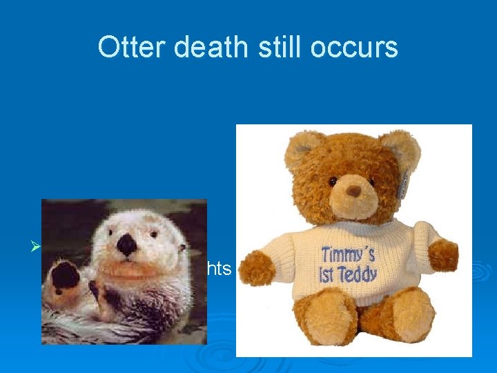Otter death still occurs Ø Aleutians demand cultural hunting rights back 