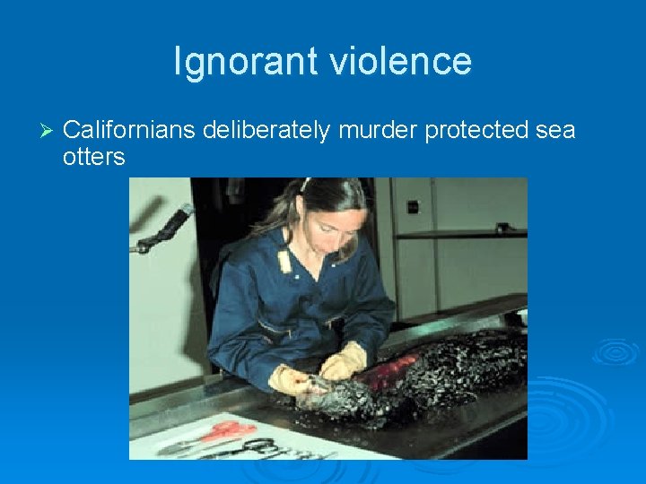 Ignorant violence Ø Californians deliberately murder protected sea otters 