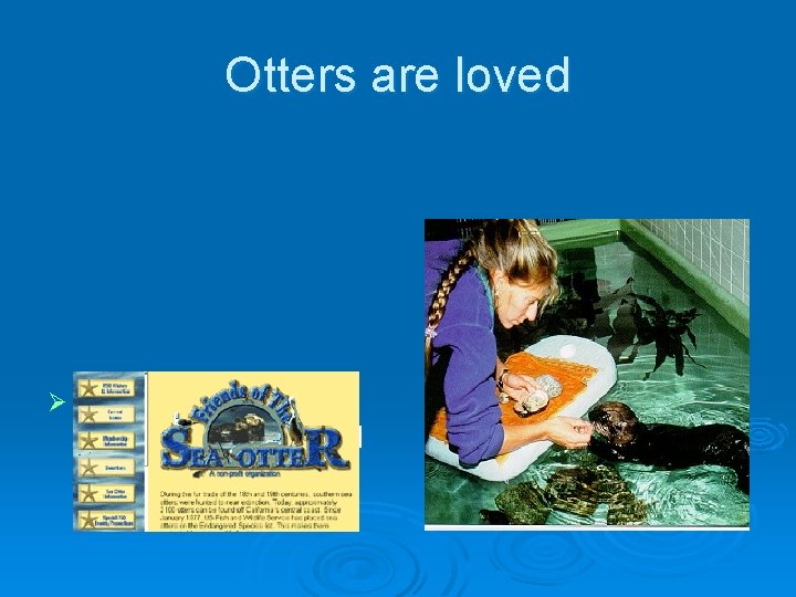 Otters are loved Ø Despite rare deaths, otters now cherished in many parts of