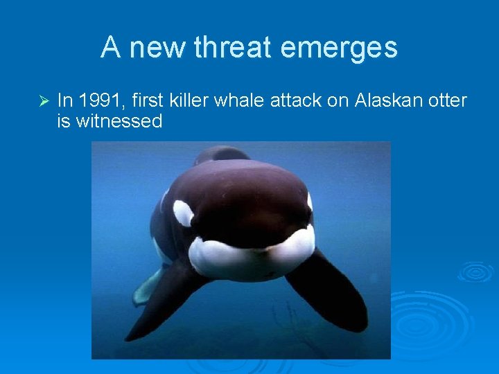 A new threat emerges Ø In 1991, first killer whale attack on Alaskan otter