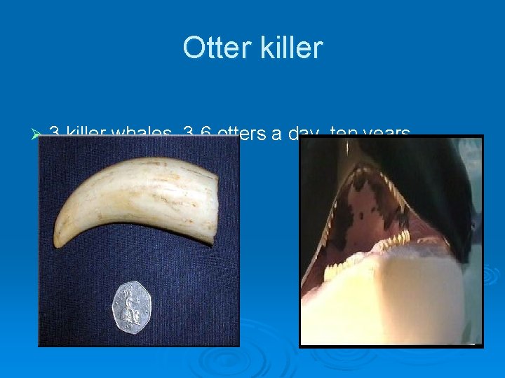 Otter killer Ø 3 killer whales, 3 -6 otters a day, ten years 