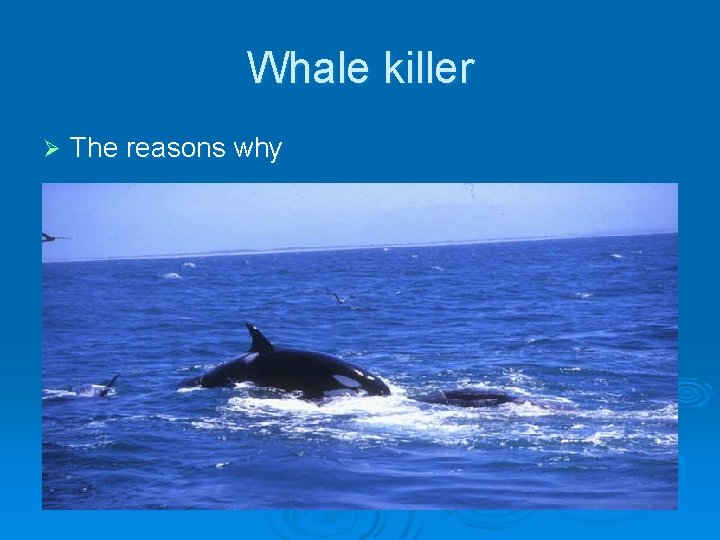 Whale killer Ø The reasons why 