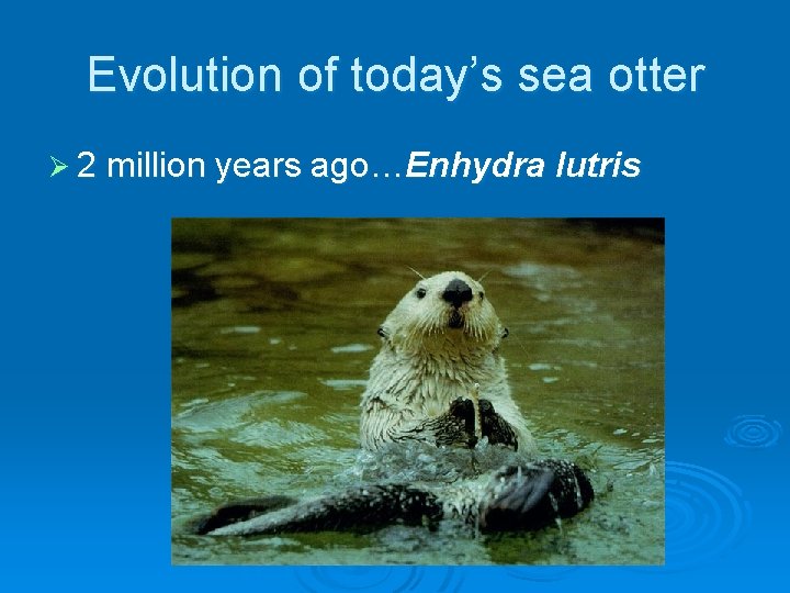 Evolution of today’s sea otter Ø 2 million years ago…Enhydra lutris 