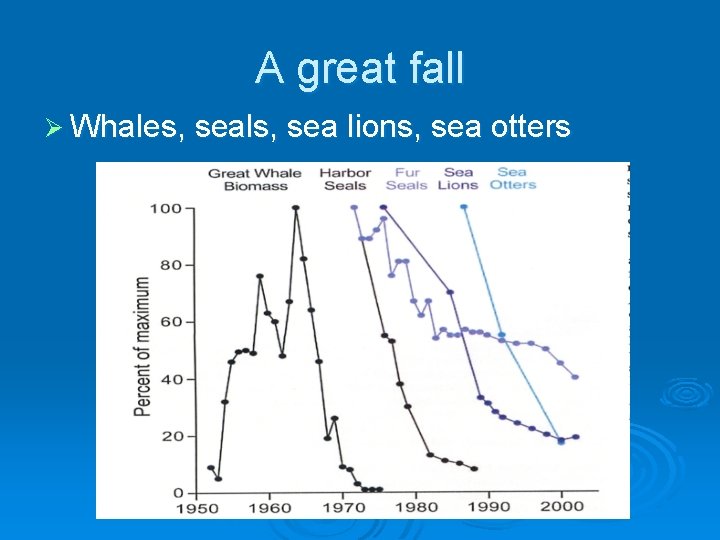A great fall Ø Whales, seals, sea lions, sea otters 