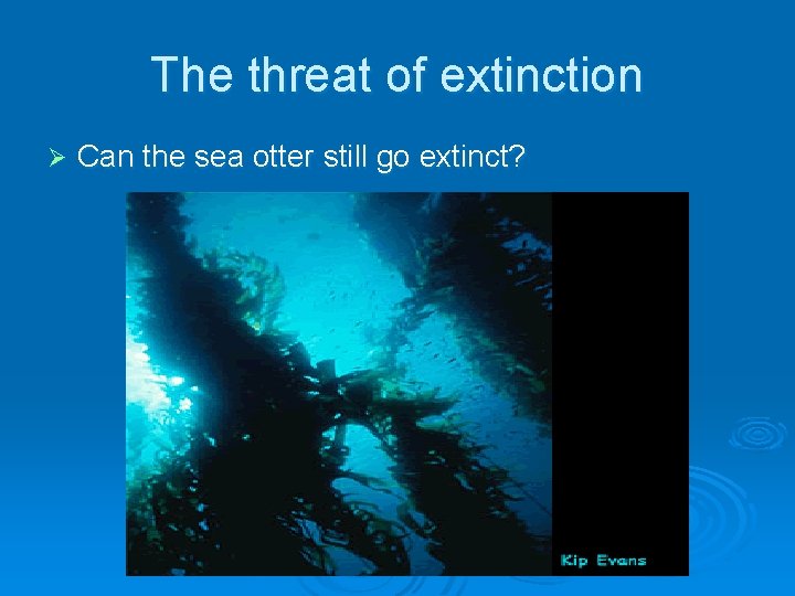 The threat of extinction Ø Can the sea otter still go extinct? 