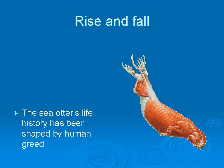 Rise and fall Ø The sea otter’s life history has been shaped by human