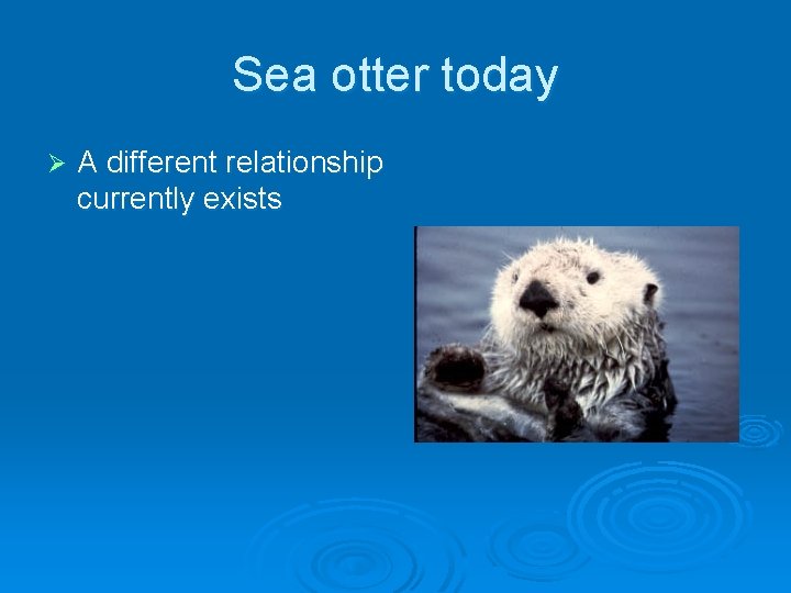 Sea otter today Ø A different relationship currently exists 