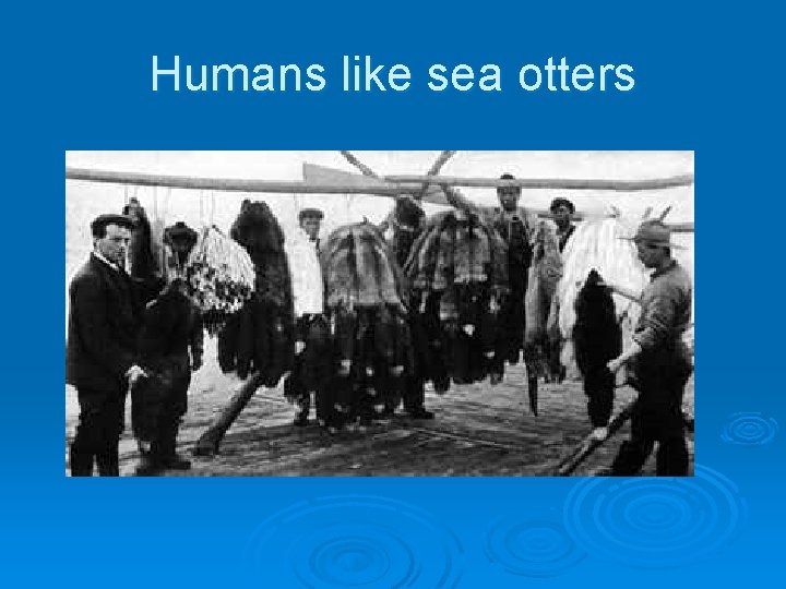 Humans like sea otters 